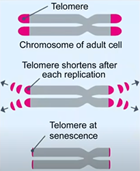 how to delay aging telomer lenght