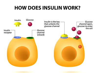 Signs of insulin resistance and treatment, glucose