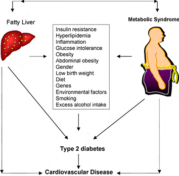 Signs of insulin resistance and treatment, fatty liver