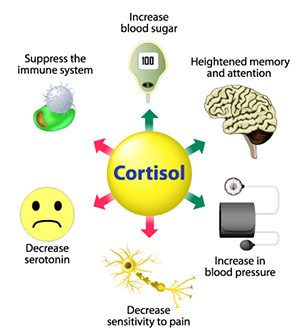 is breakfast important cortisol