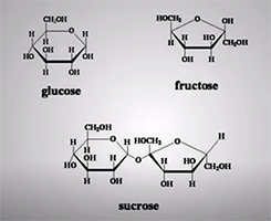 Sugar, Friend or Foe of the Health, Sucrose - Glucose + Fructose